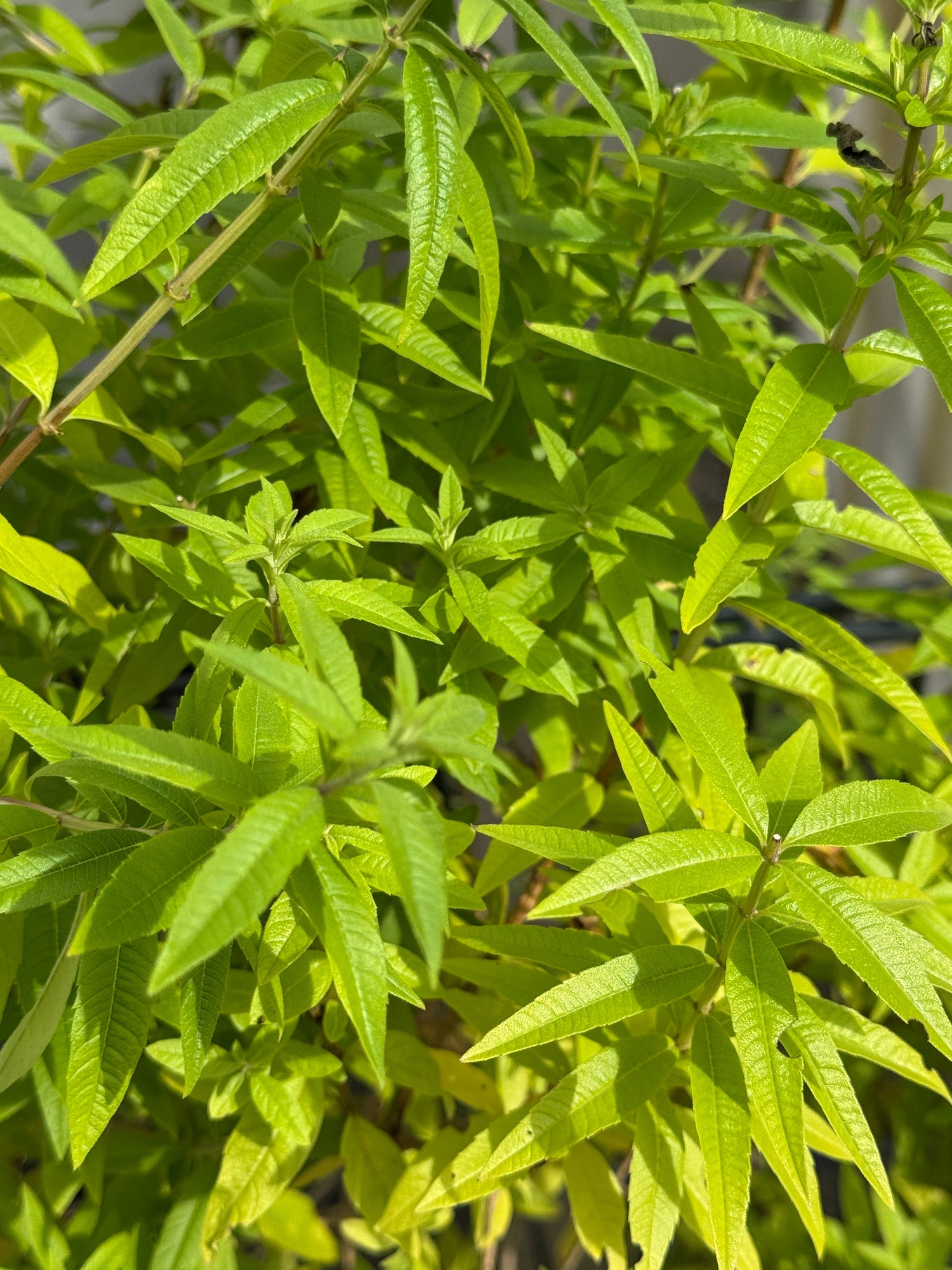 Lemon Verbena