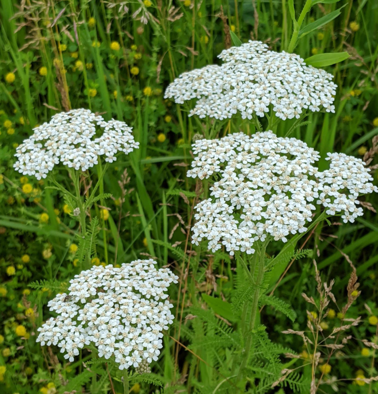 Yarrow